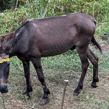 Pensjonat Felau,leuse Përmet