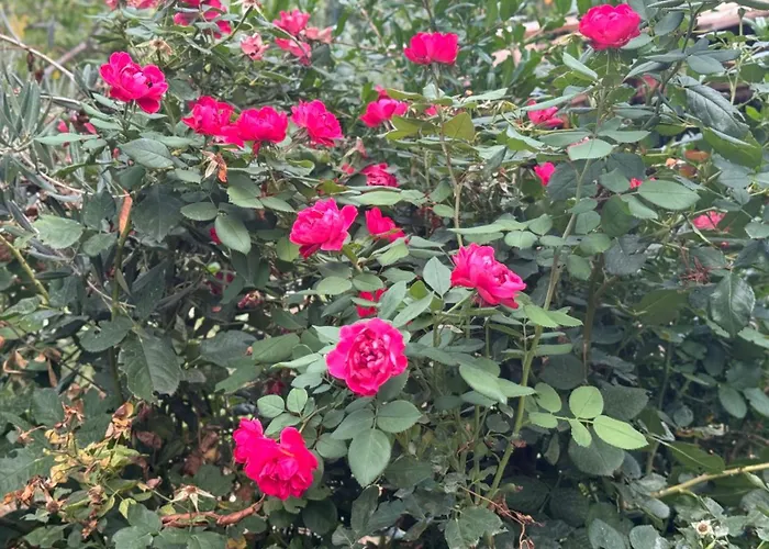 בית הארחה Felau,leuse